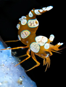 Thor shrimp by Mathieu Foulquié 